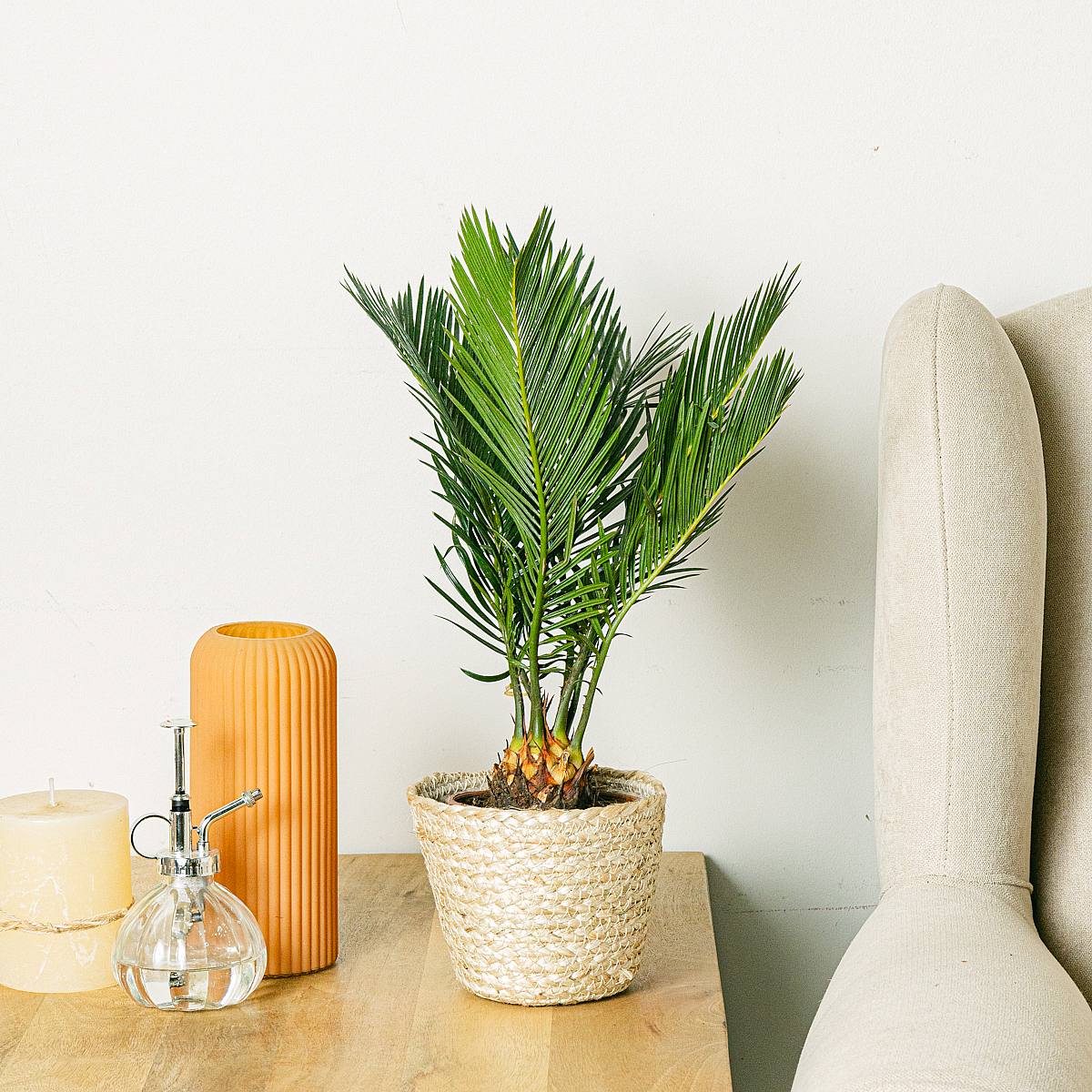 Cycas Revoluta - 40 см picture 2