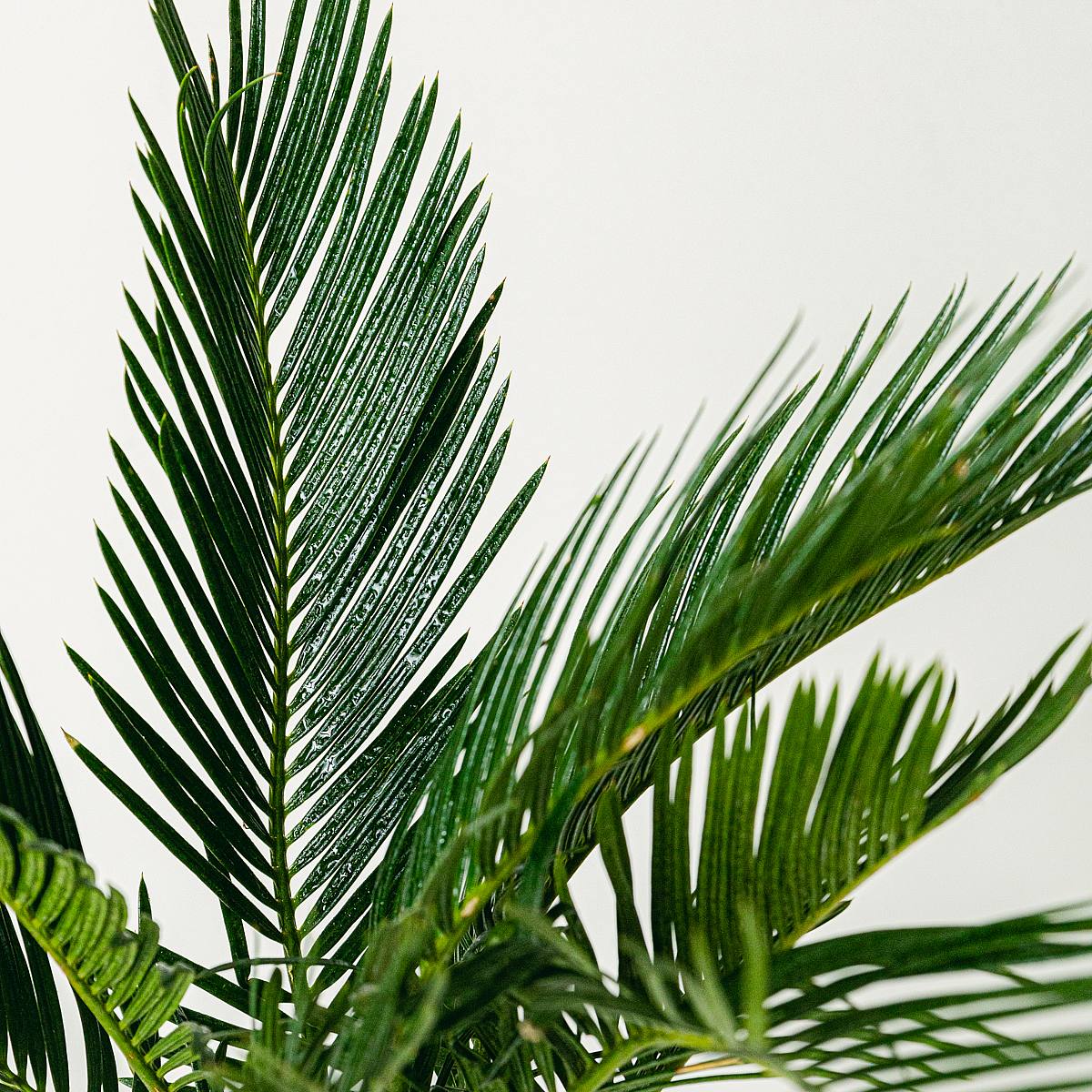 Cycas Revoluta - 40 см picture 3