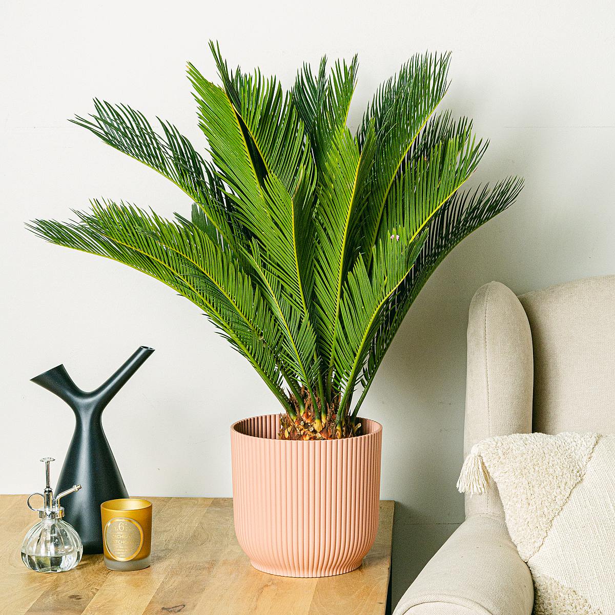 Cycas revoluta picture 1