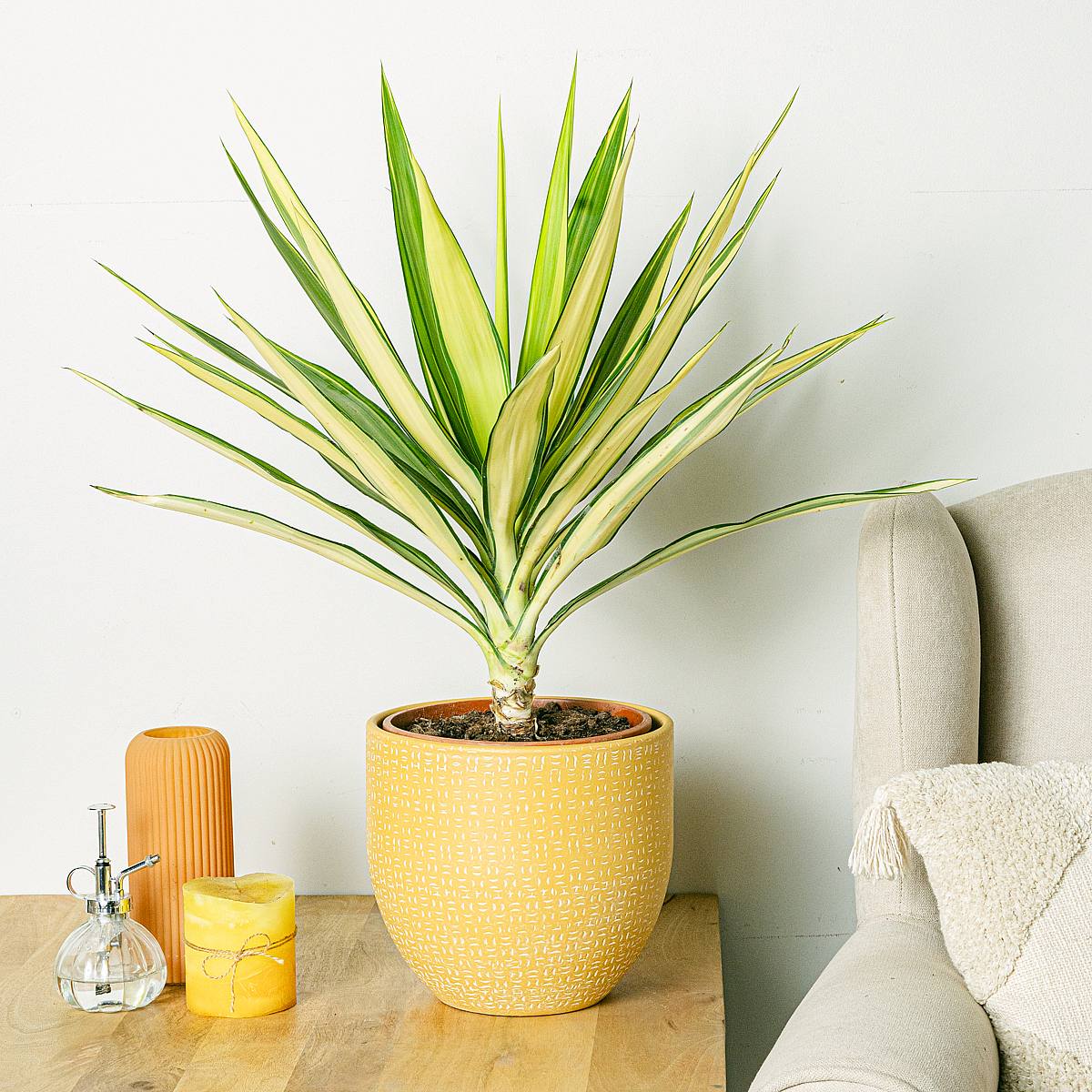 Yucca 'Jewel picture 0