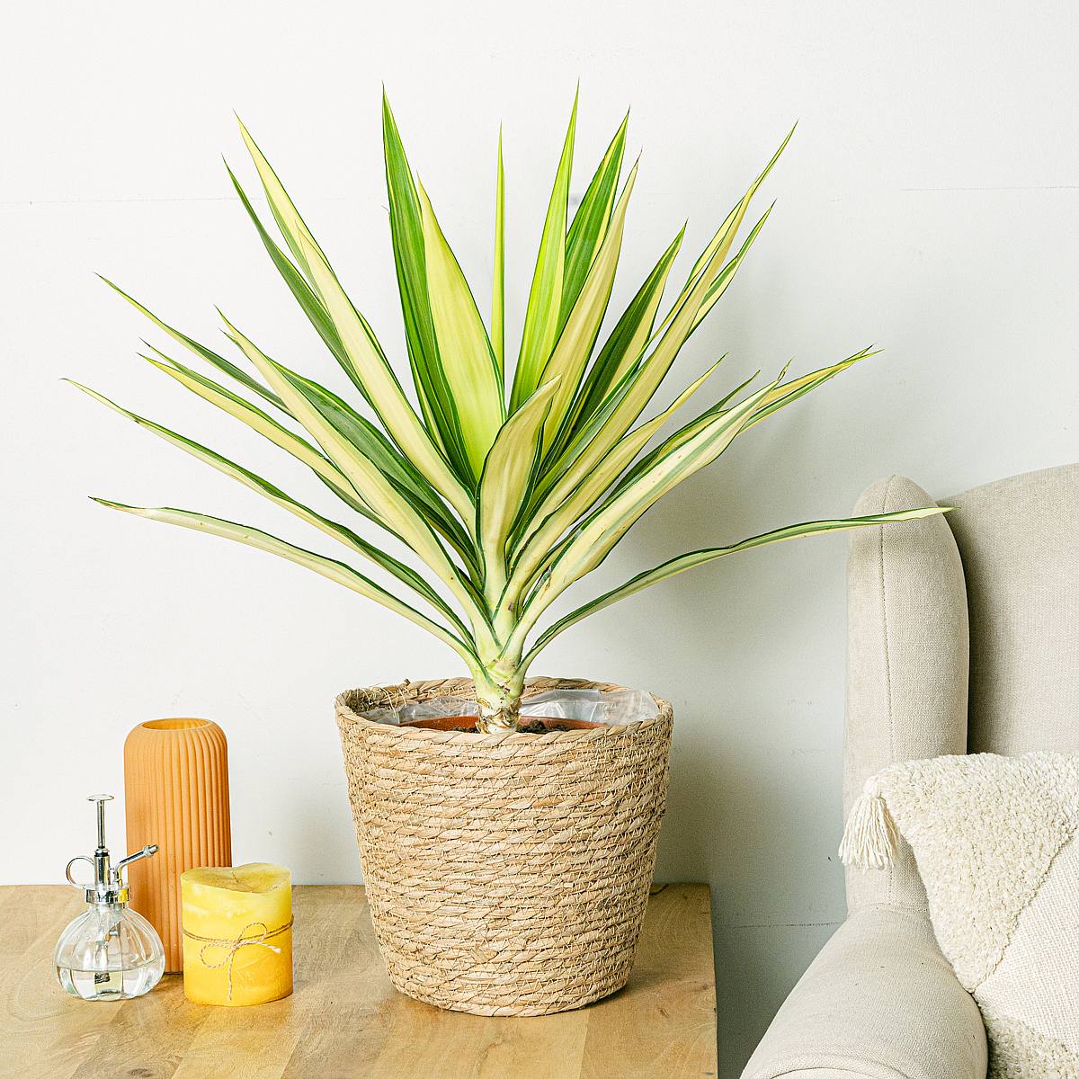 Yucca 'Jewel picture 1