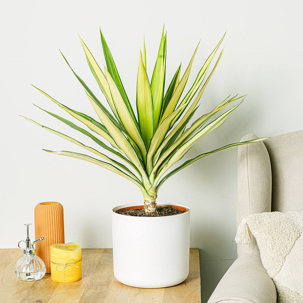 Yucca 'Jewel picture 2