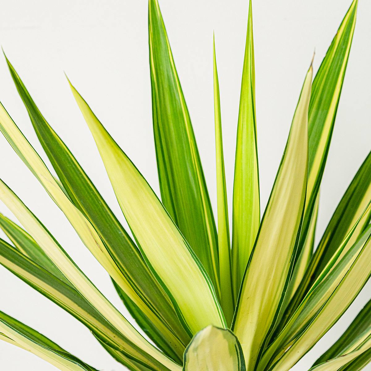 Yucca 'Jewel picture 3