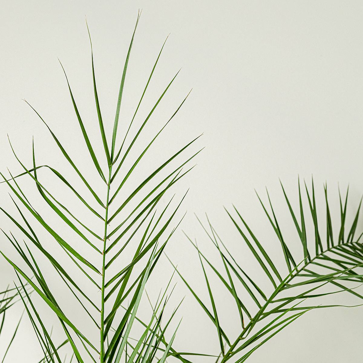 Phoenix Canariensis picture 3