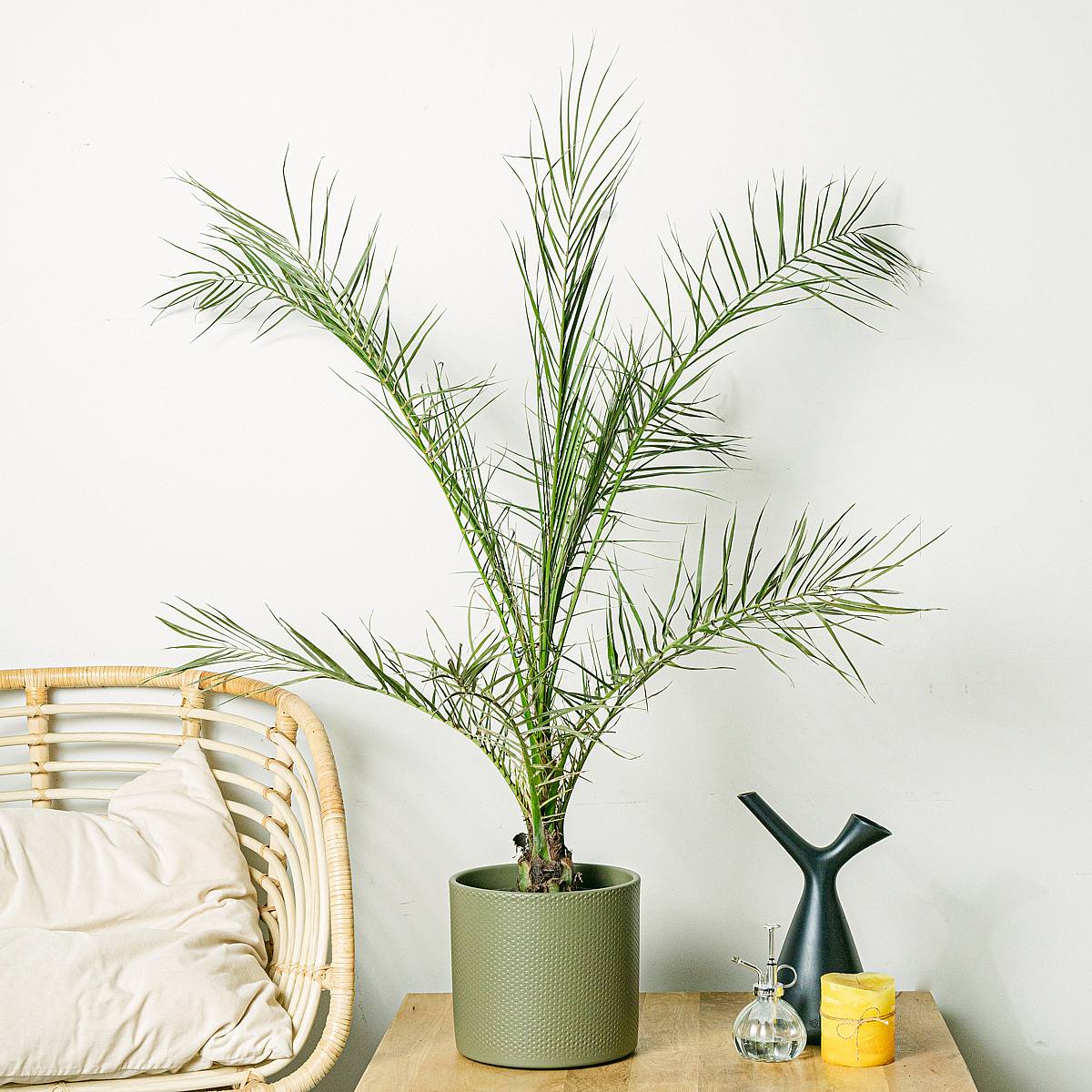 Phoenix Canariensis picture 1