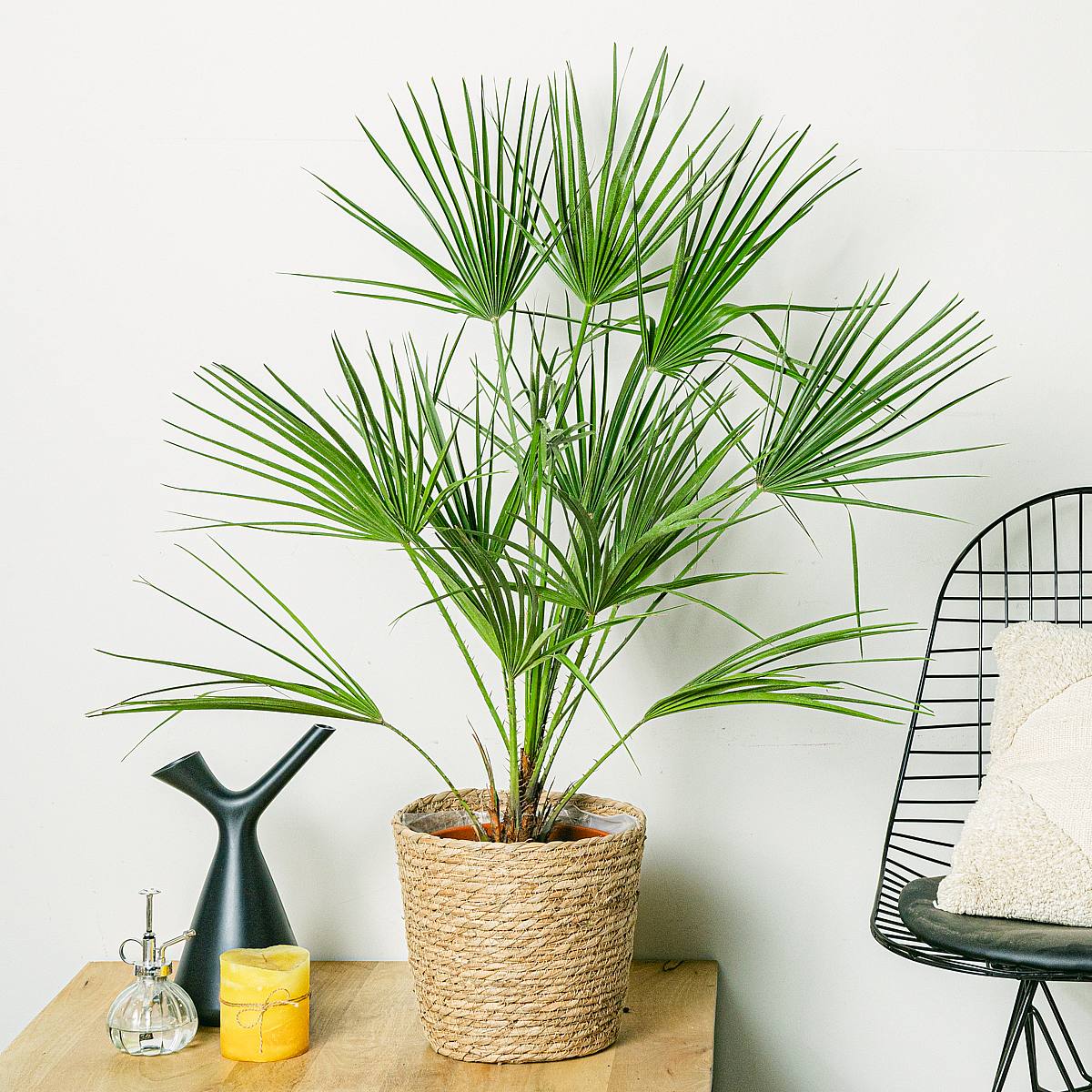 Chamaerops humilis picture 1