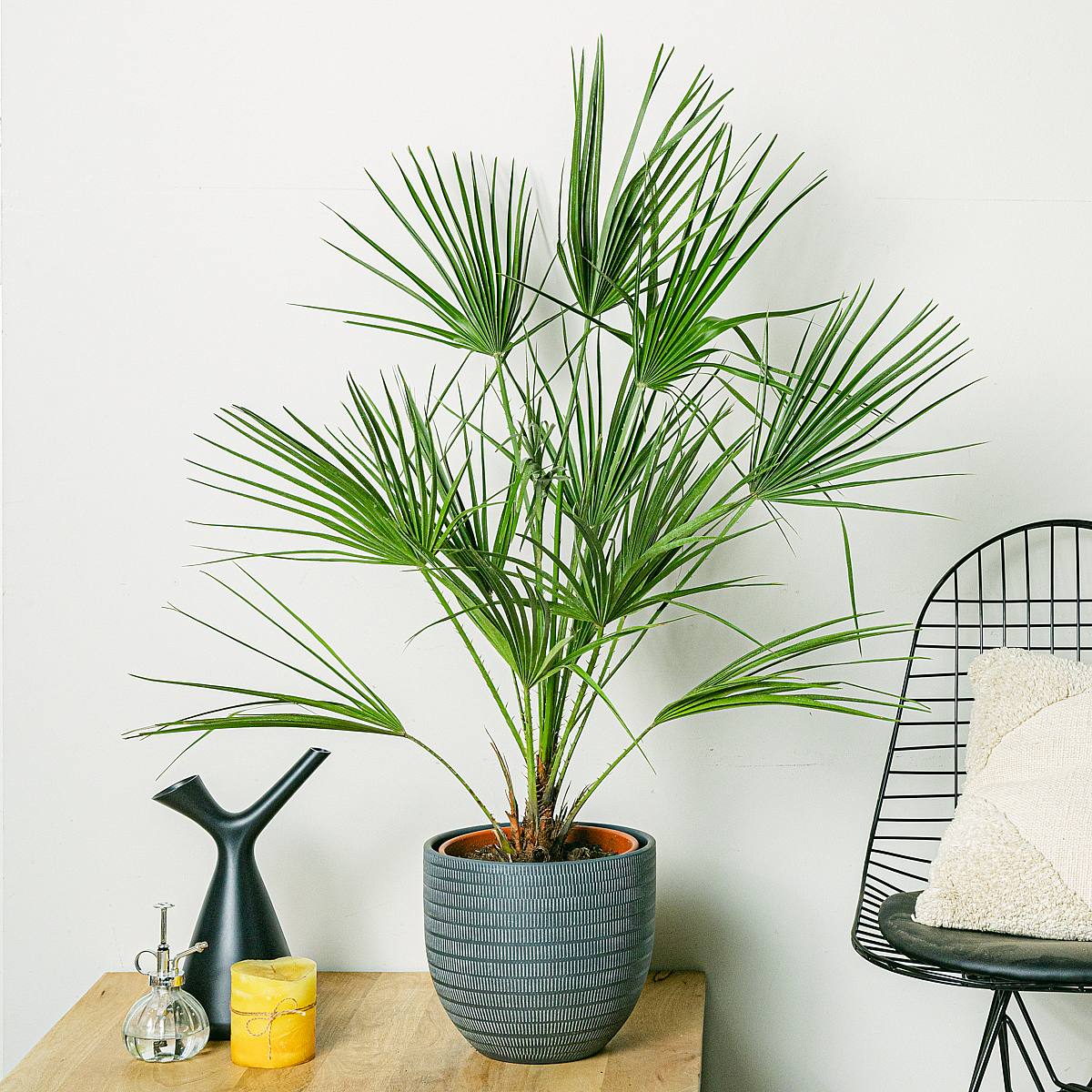 Chamaerops humilis picture 2