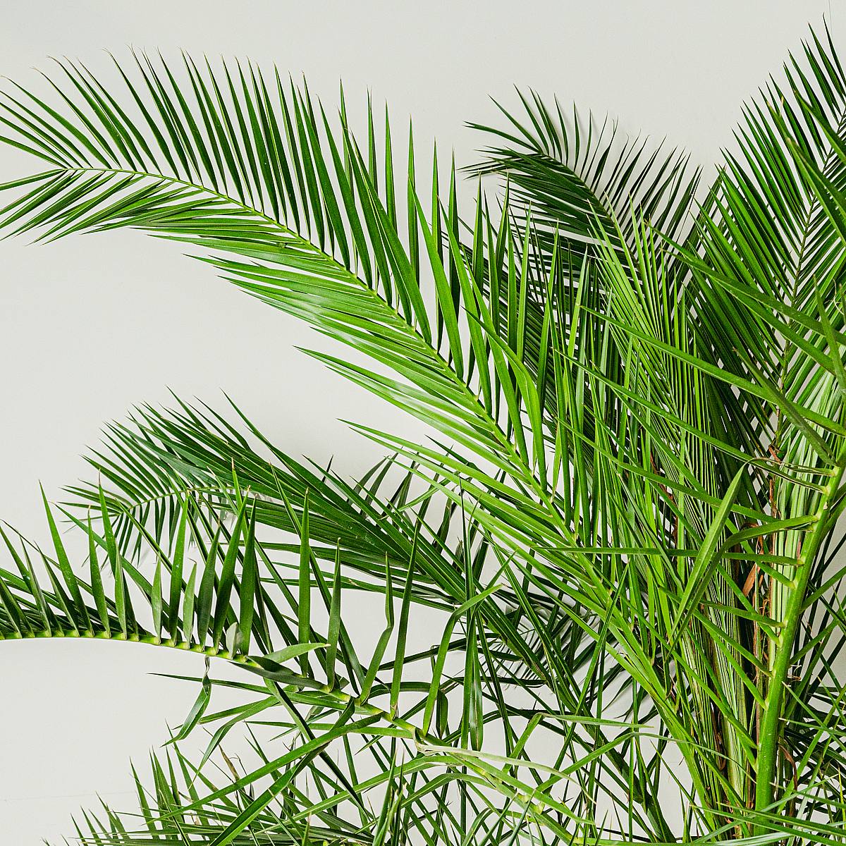 Phoenix kanariensis picture 2