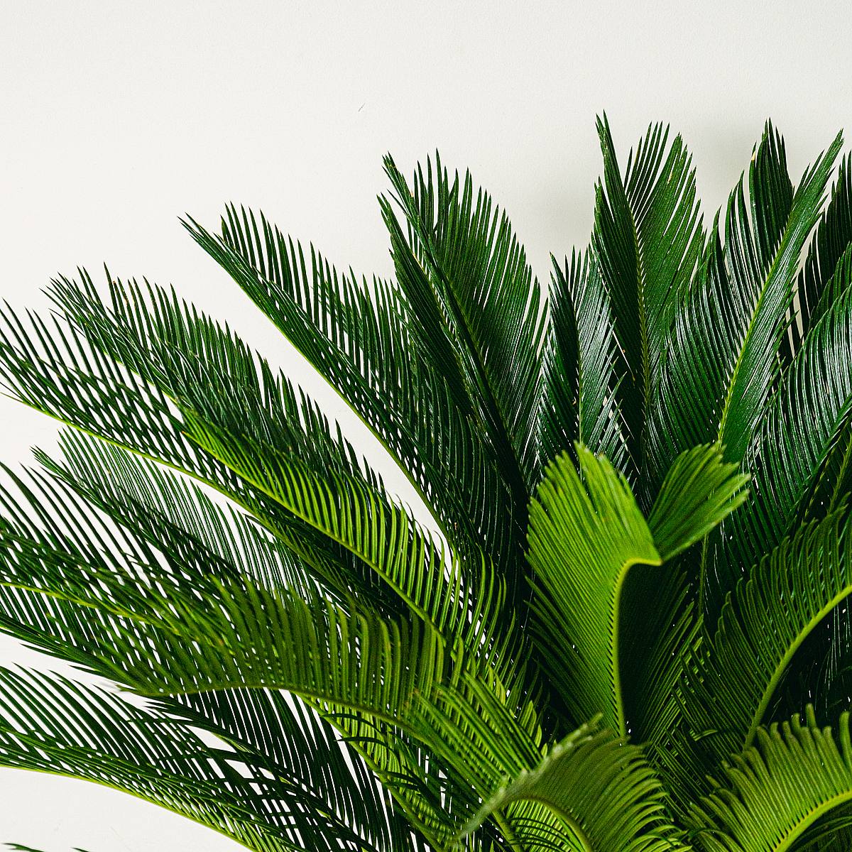 Cycas Revoluta picture 3