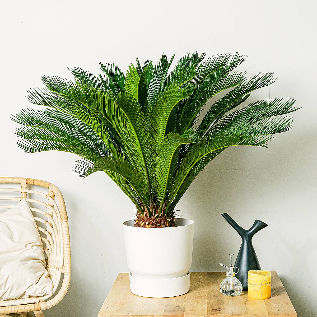 Cycas Revoluta picture 1