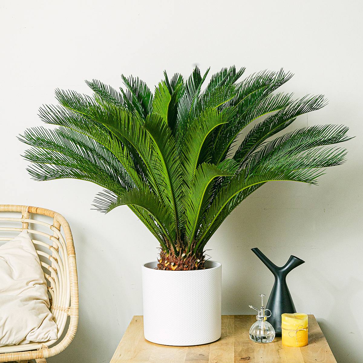Cycas Revoluta picture 2