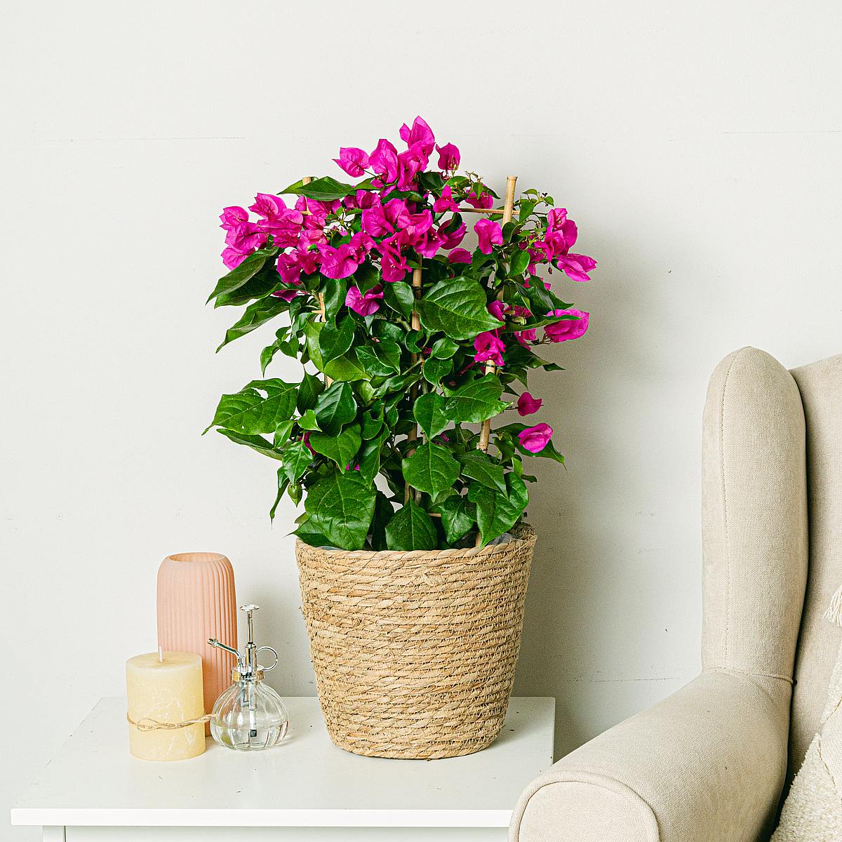 Canestro Mand Osaka picture 2