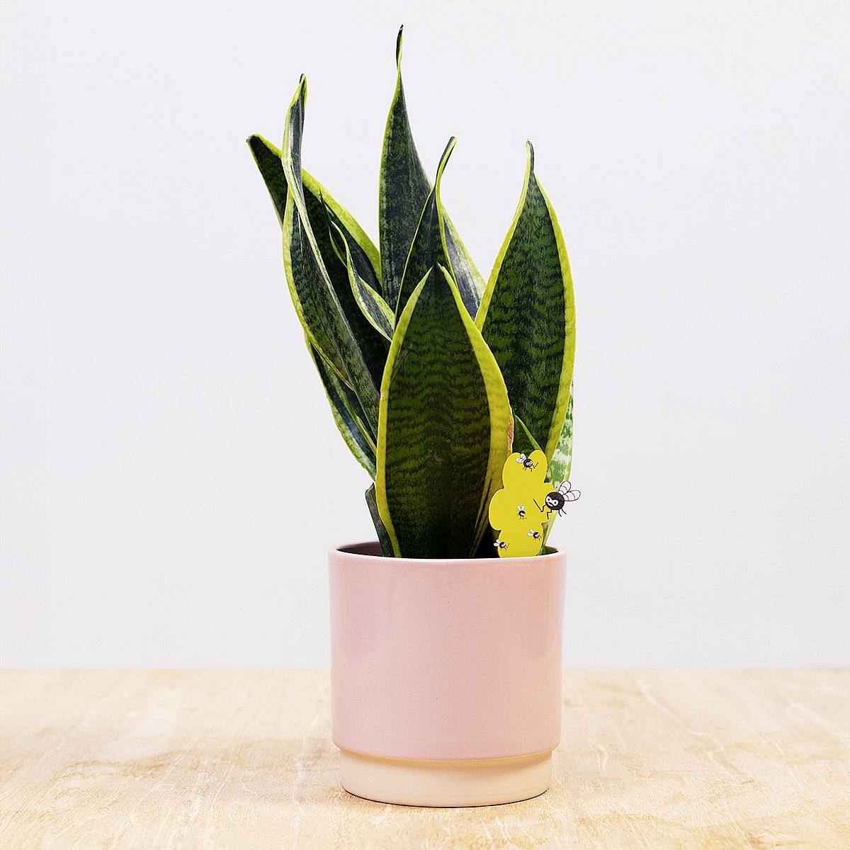 Mourning Fly Catcher Yellow picture 1