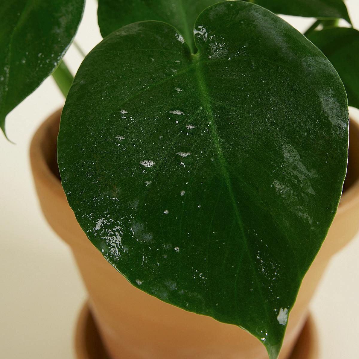 Rostlinné mýdlo picture 1