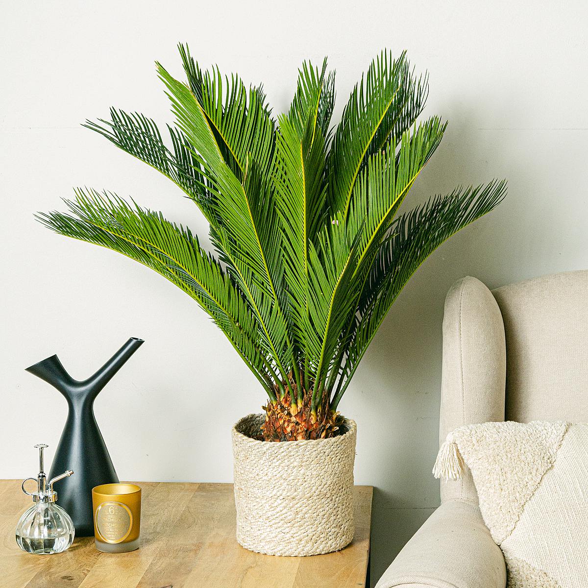 Cycas revoluta picture 2