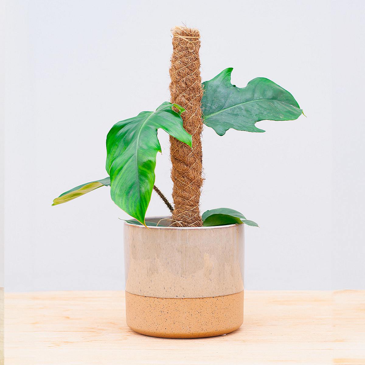 Perche à mousse 30cm picture 1