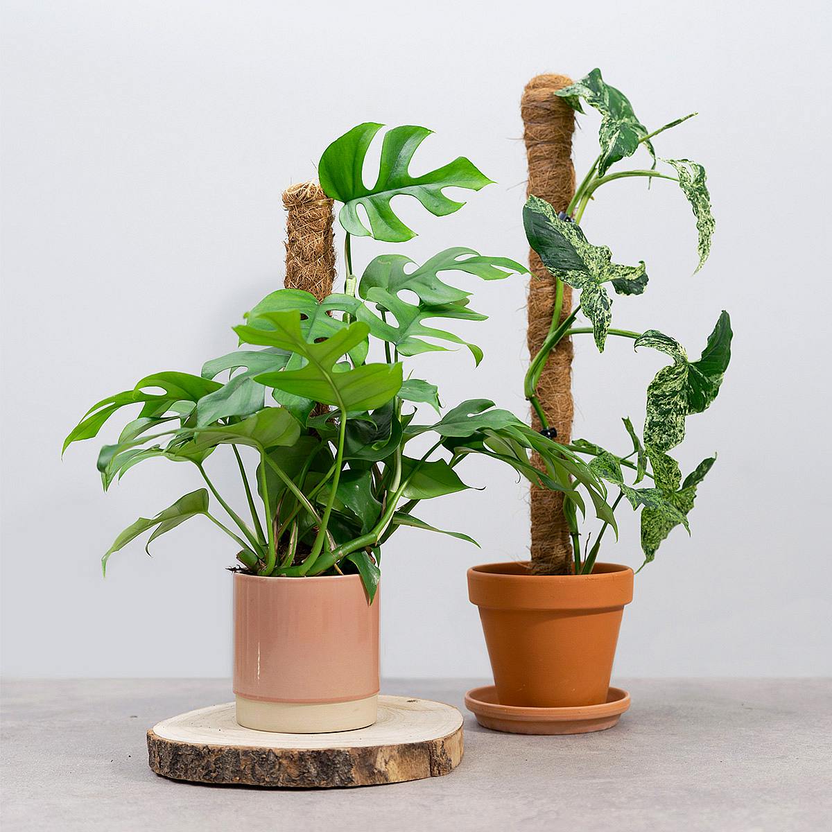 Palo di muschio 55 cm picture 1