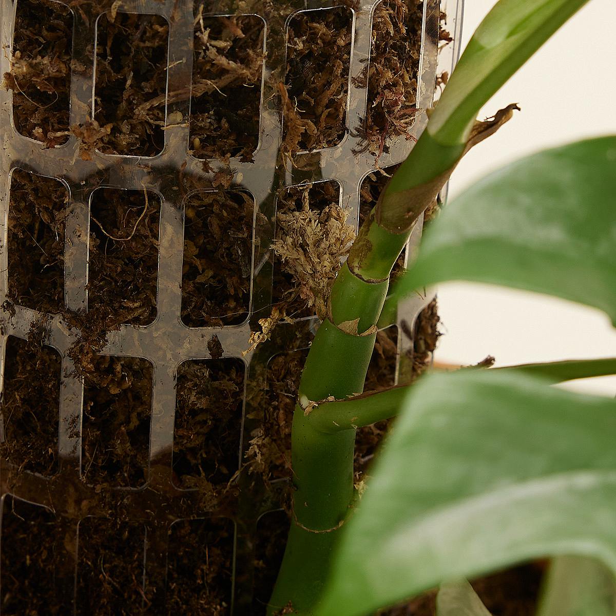 Lezecká tyč Casper 50 cm picture 1