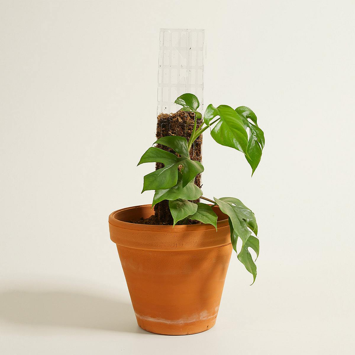 Lezecká tyč Casper 50 cm picture 3