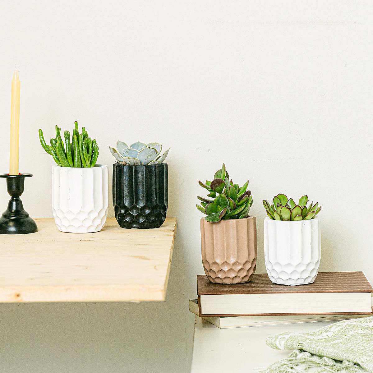 Set 4 piante a nido d'ape picture 1