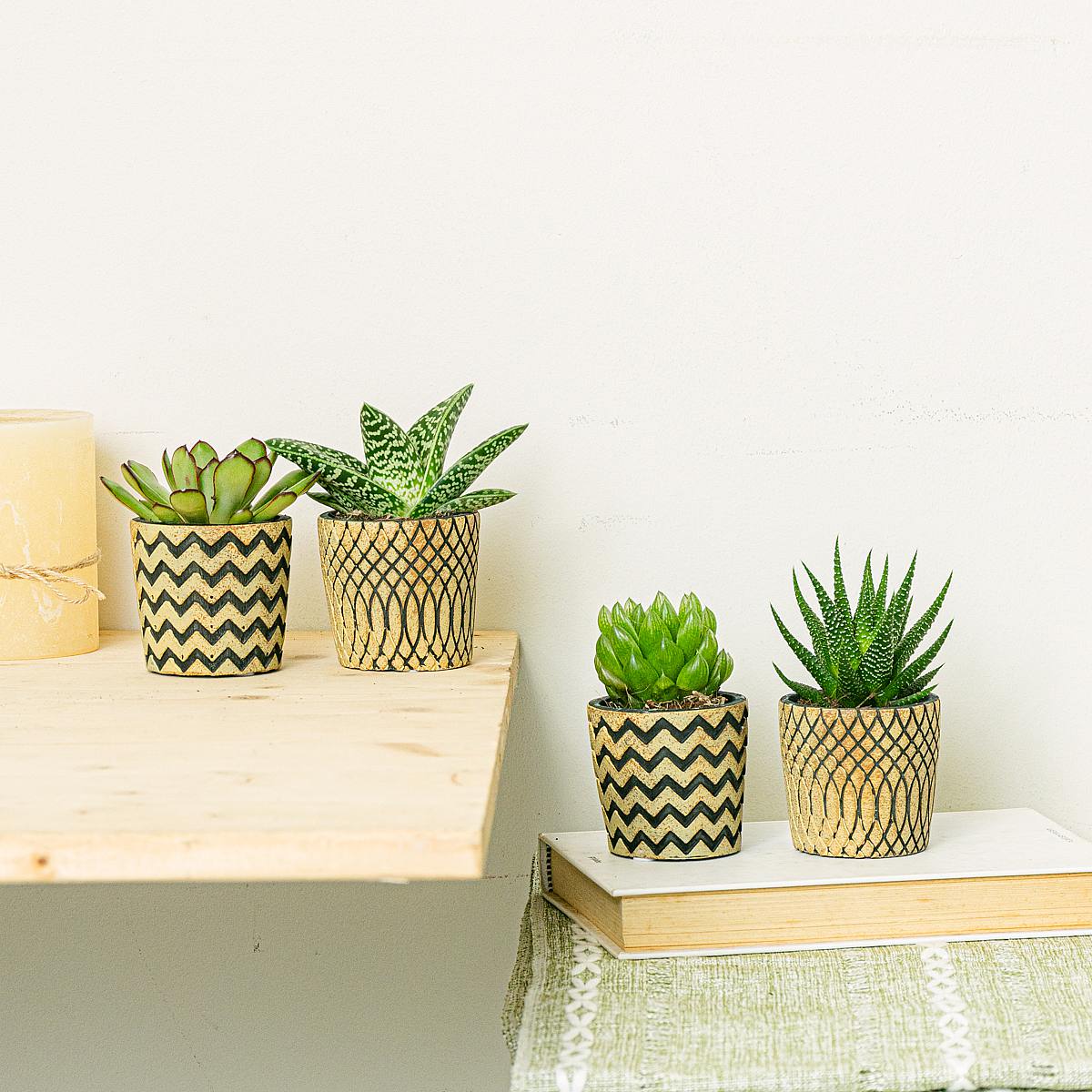 Set Boho 4 piante picture 0