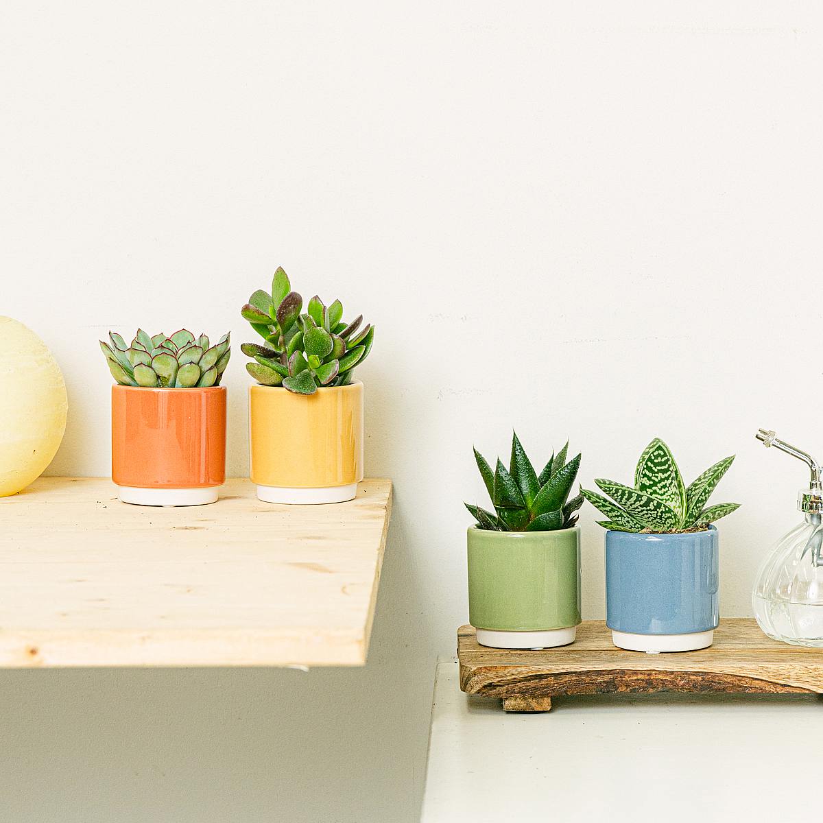 Set Rainbow 4 planten picture 2