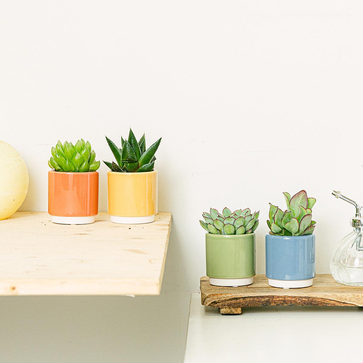 Set Rainbow 4 planten picture 0