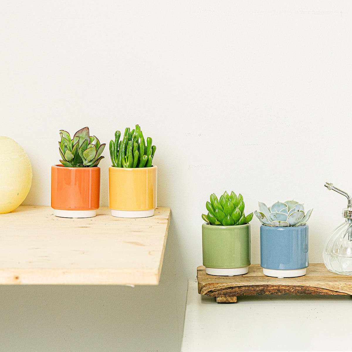 Set Rainbow 4 planten picture 3