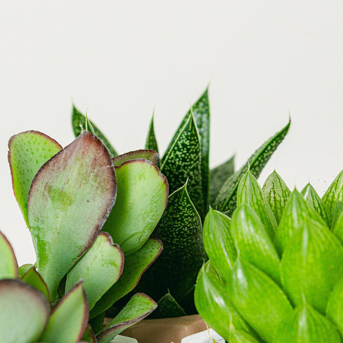 Set Rainbow 4 plantes picture 4