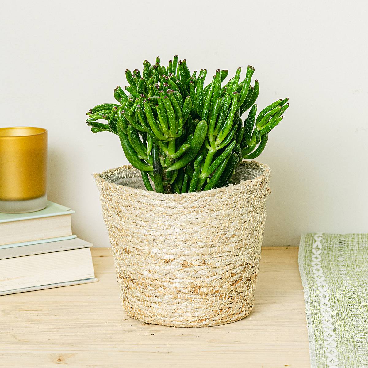 Crassula Hobbit picture 1