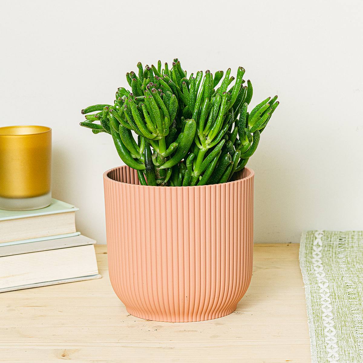 Crassula Hobbit picture 2