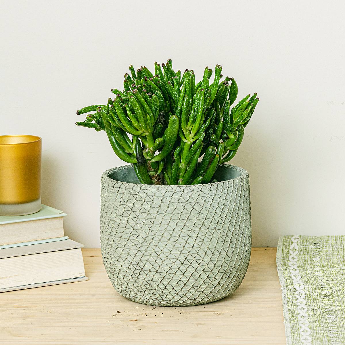 Crassula Hobbit picture 3