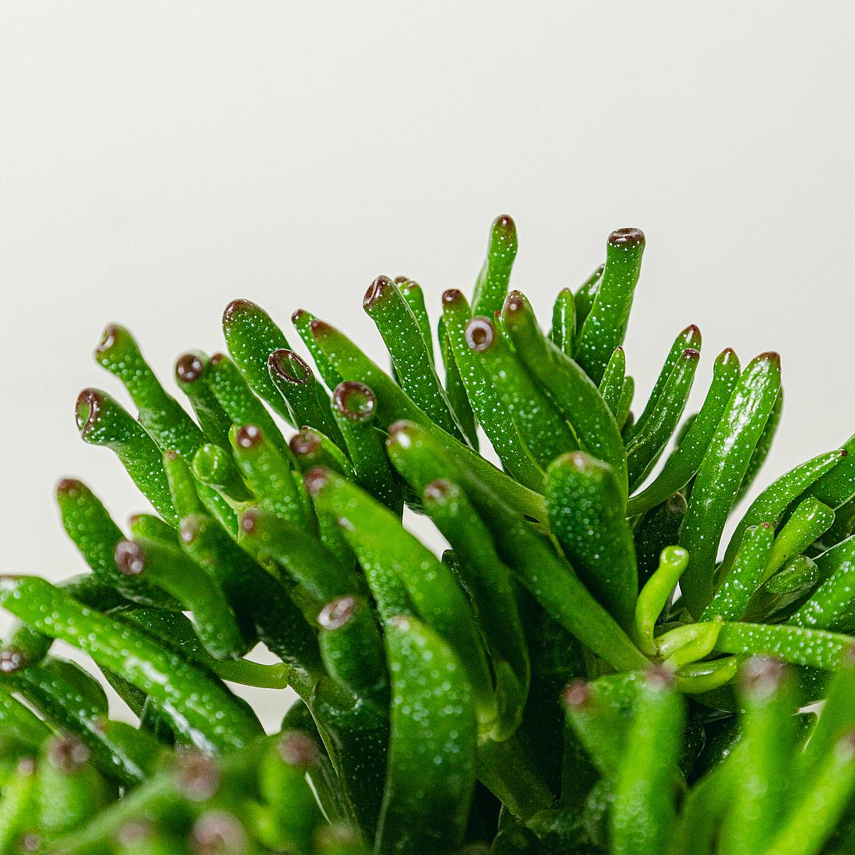 Crassula Hobbit picture 4