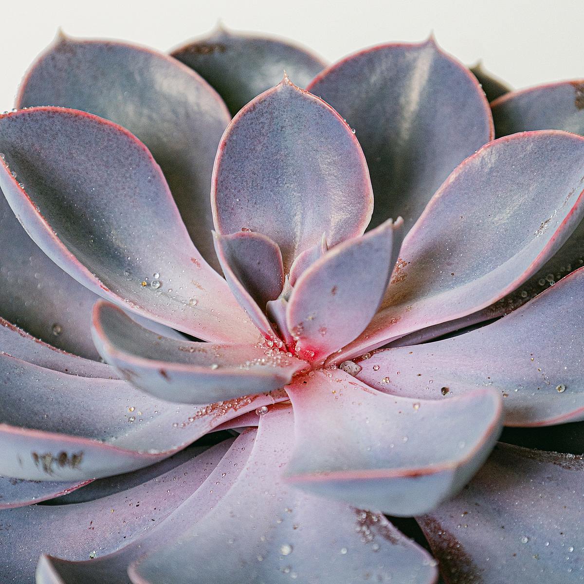 Echeveria Purple Pearl picture 1