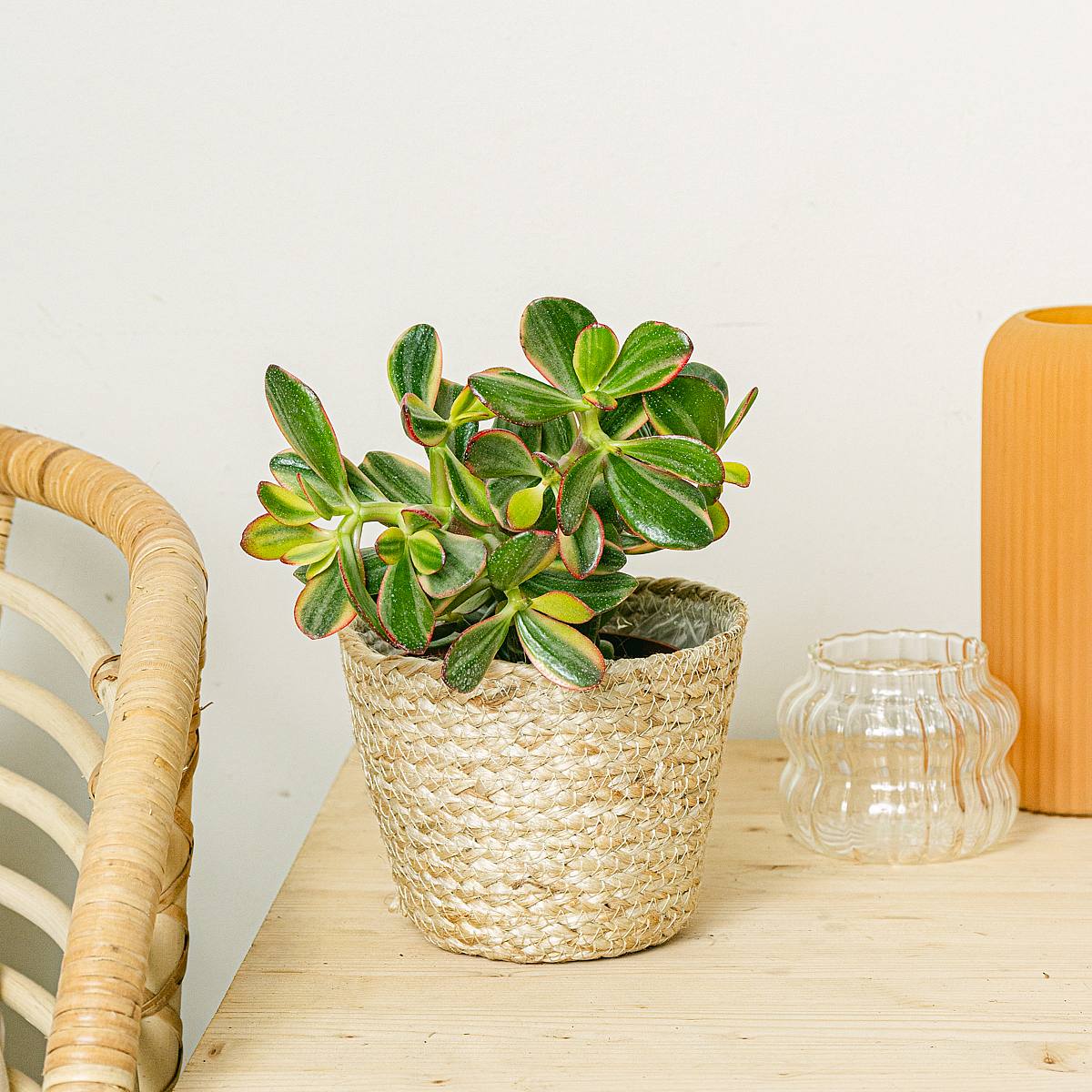 Crassula Bowl picture 2