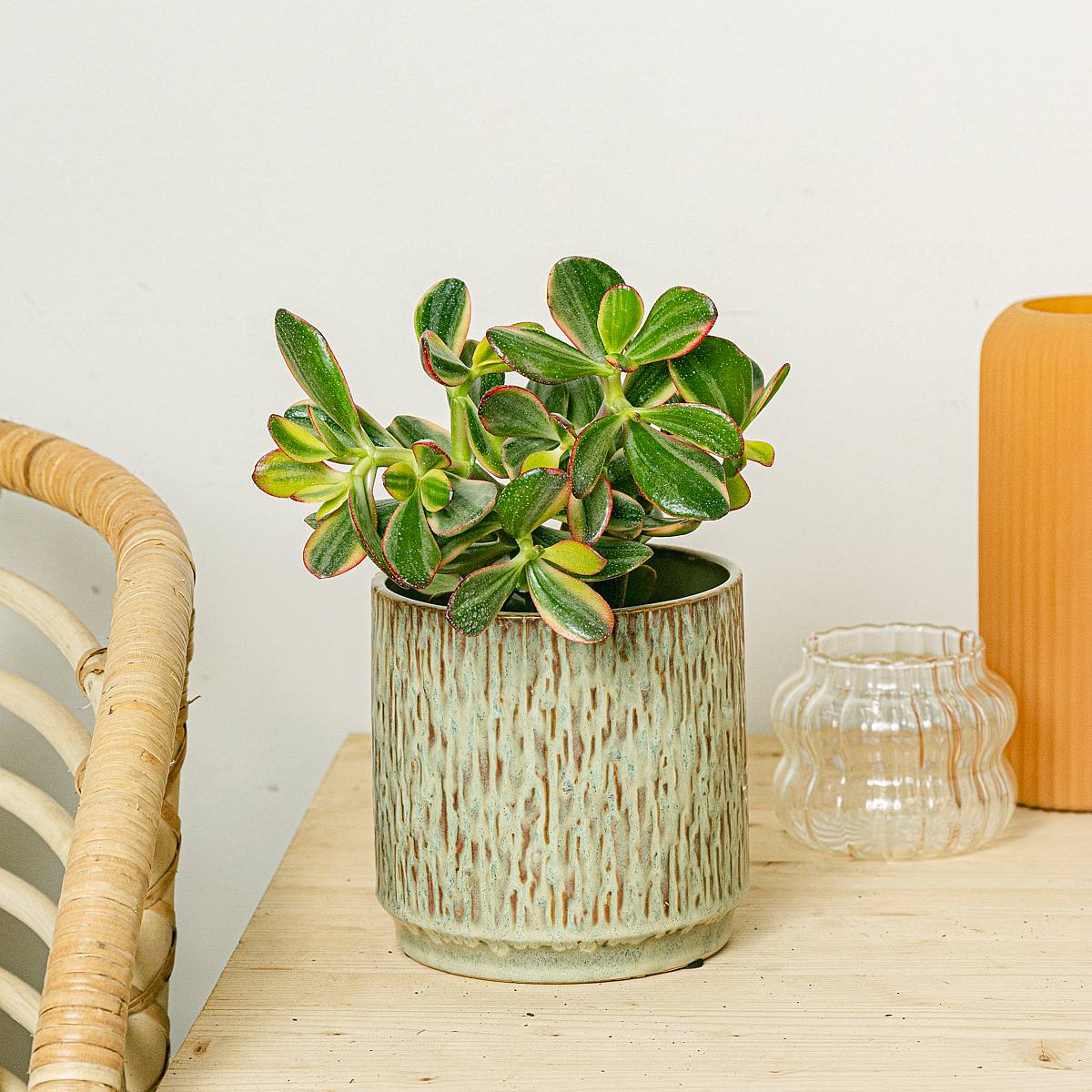 Crassula Bowl picture 3