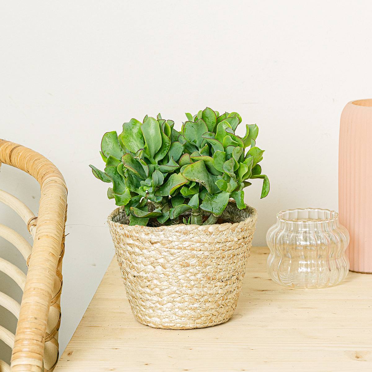 Crassula arborescens vert frisé picture 2