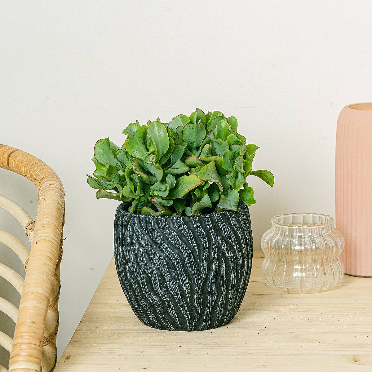 Crassula arborescens vert frisé picture 3