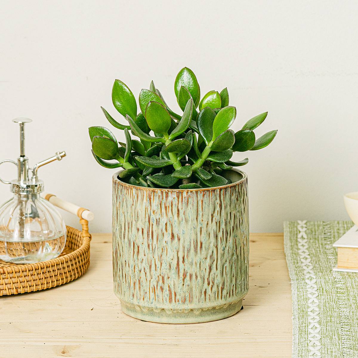 Crassula Magical Tree picture 1