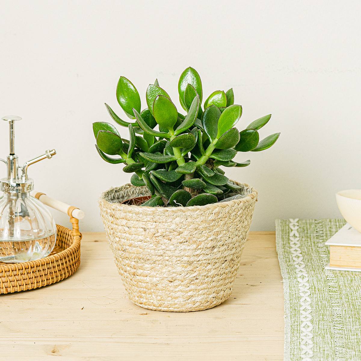 Crassula Magical Tree picture 2