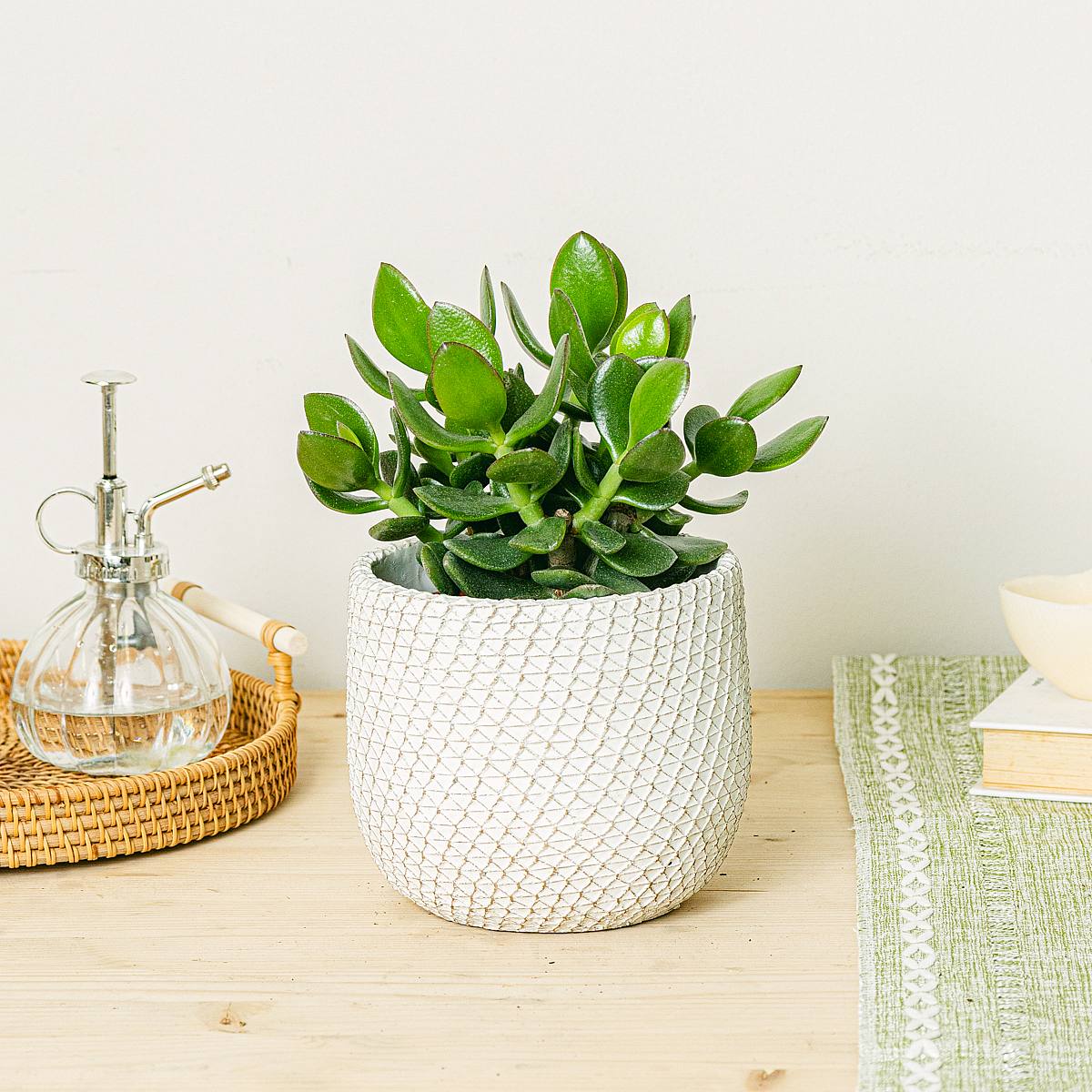 Crassula Magical Tree picture 3