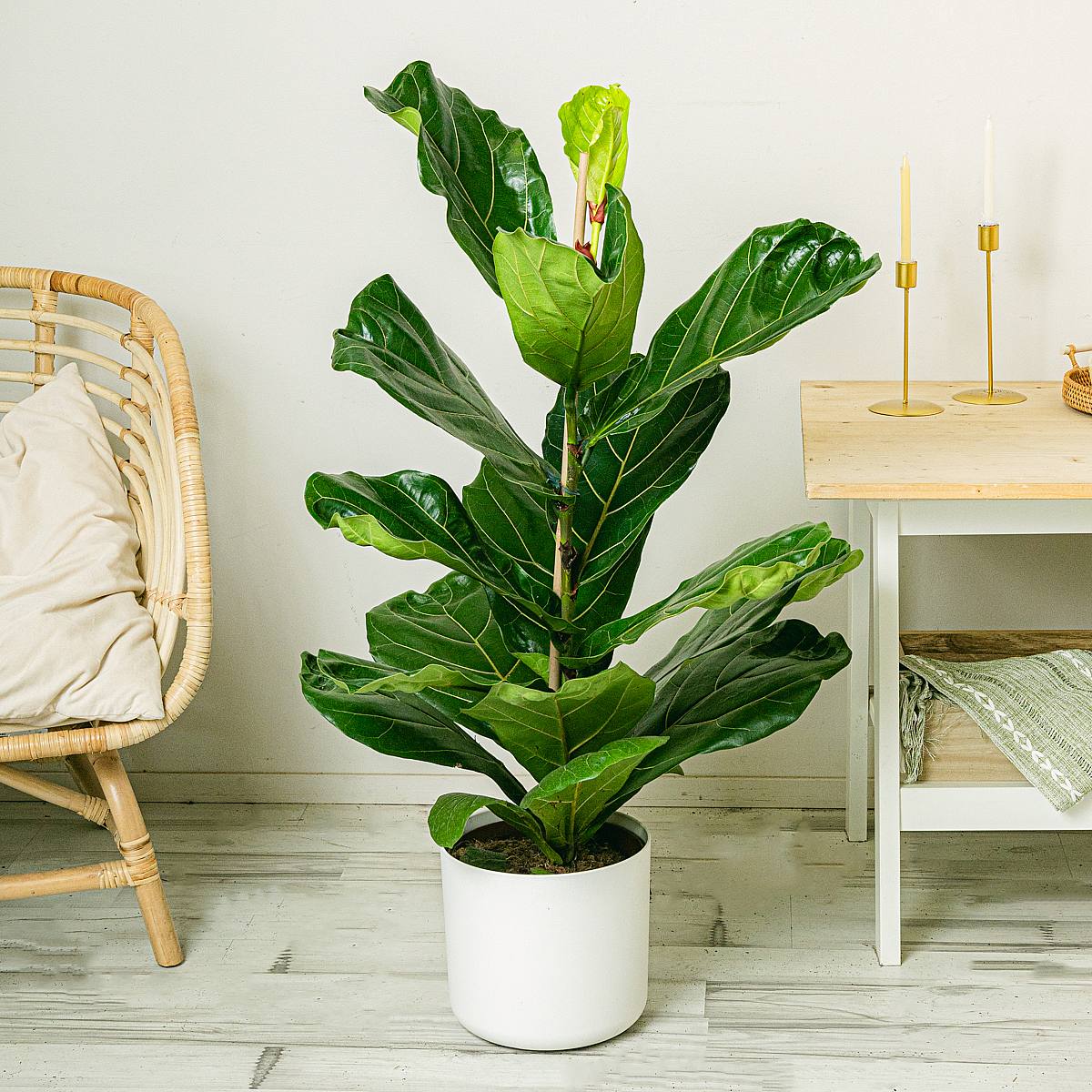 Vijgenboom - Bladhoudend picture 1