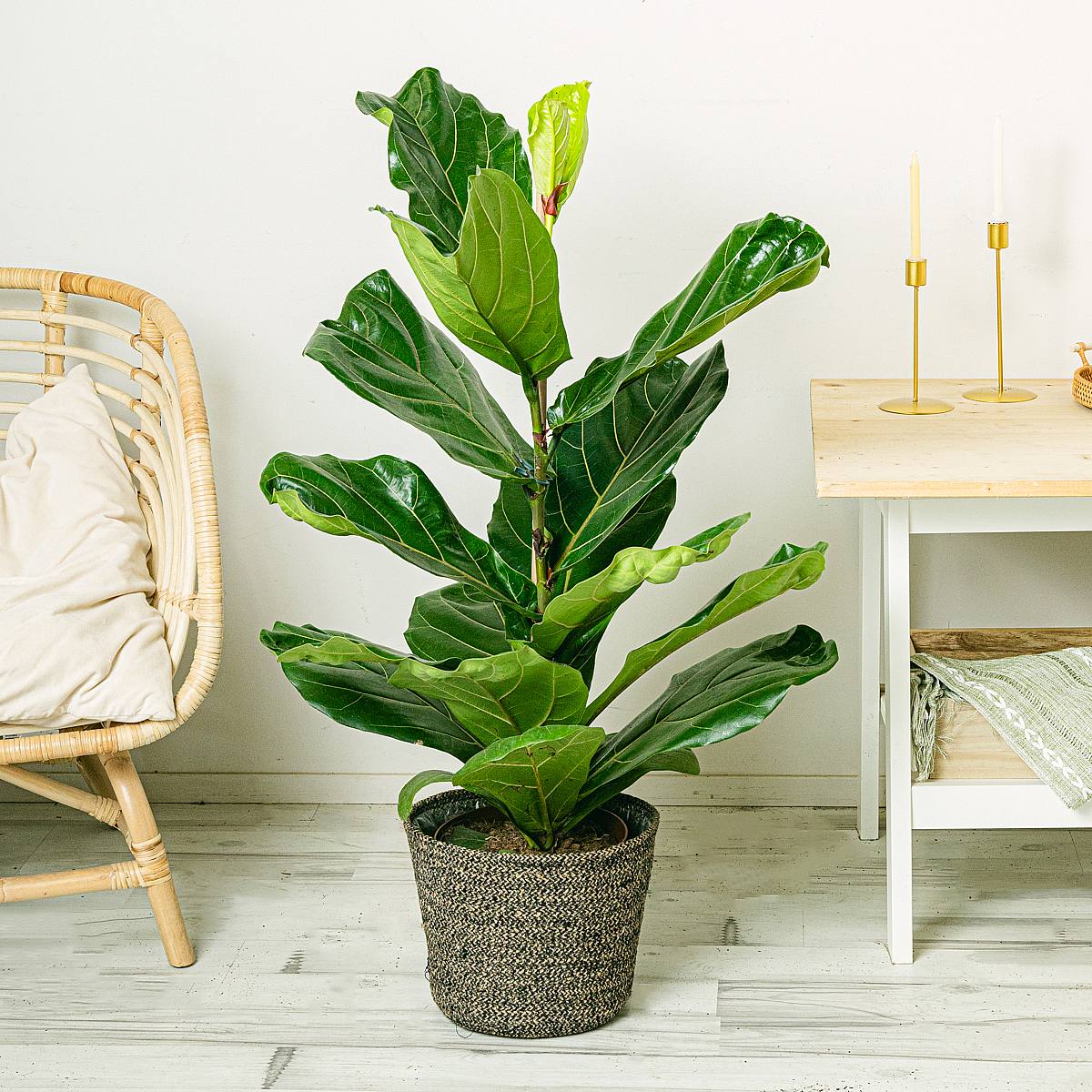 Vijgenboom - Bladhoudend picture 2