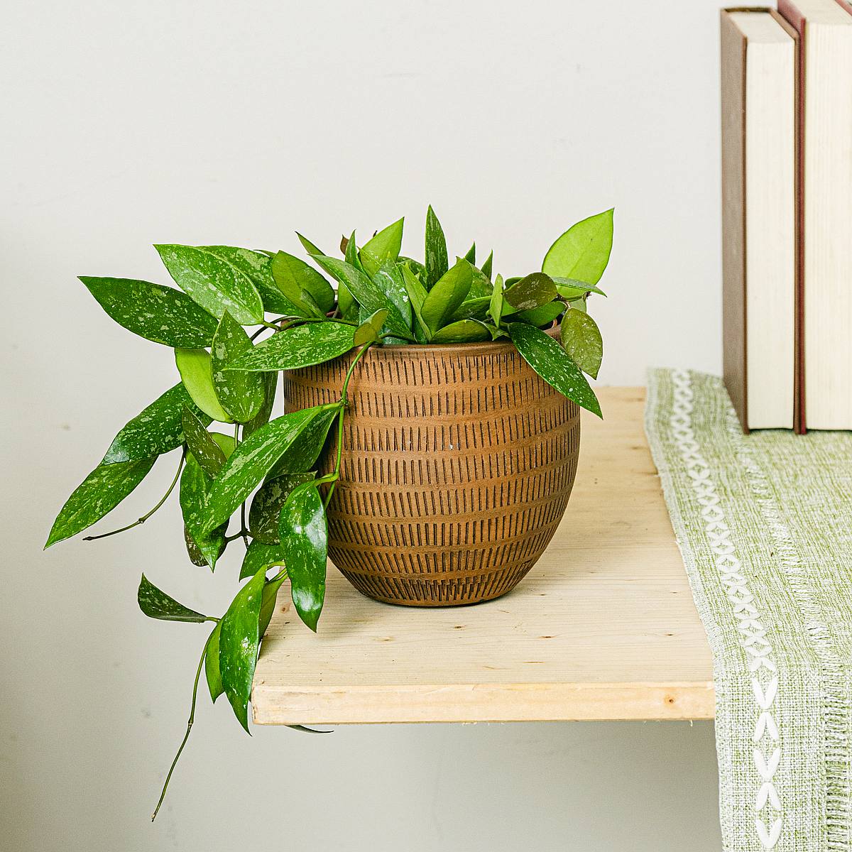 Hoya gracilis picture 1