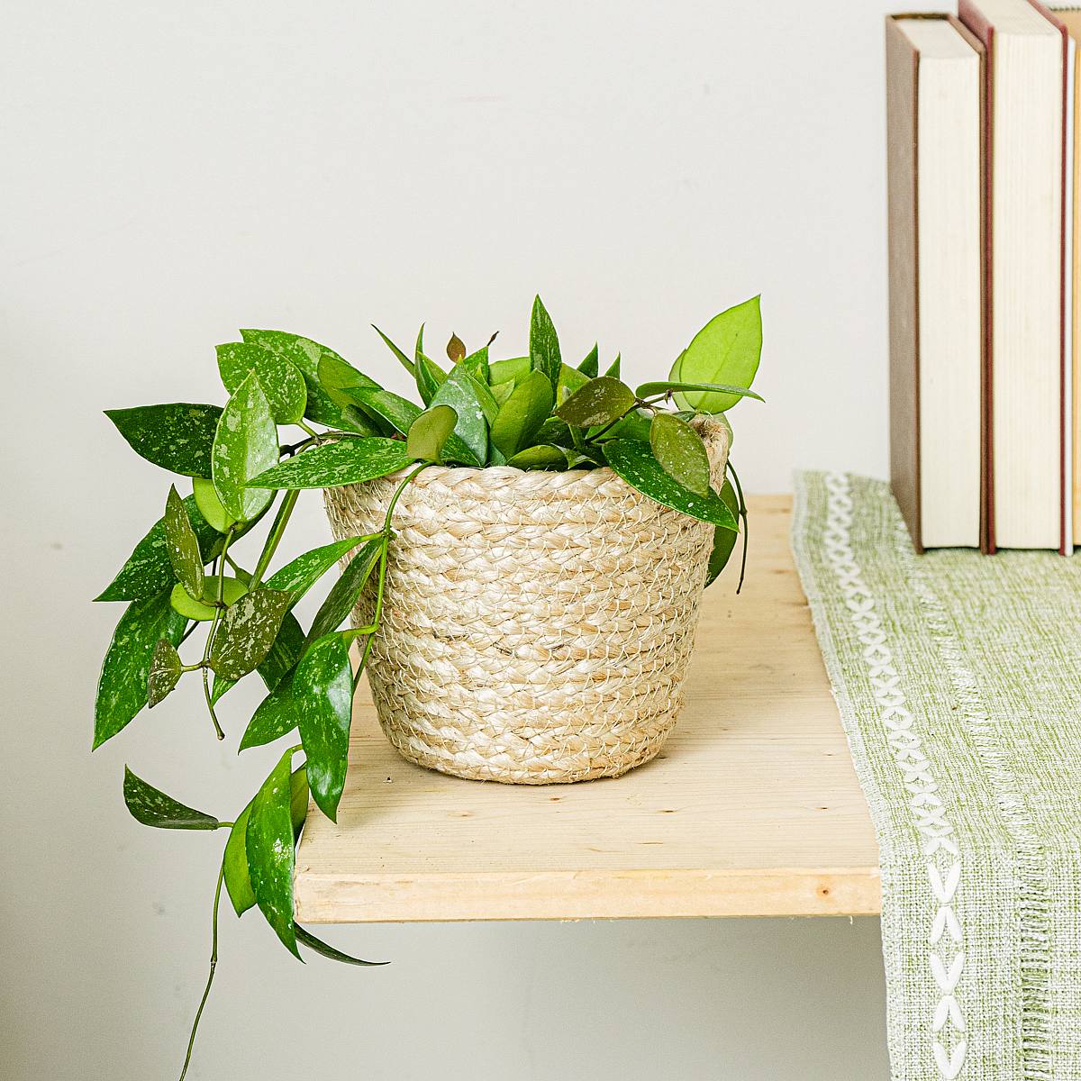 Hoya gracilis picture 3