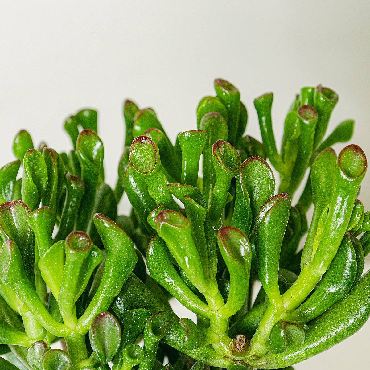 Crassula Hobbit picture 4