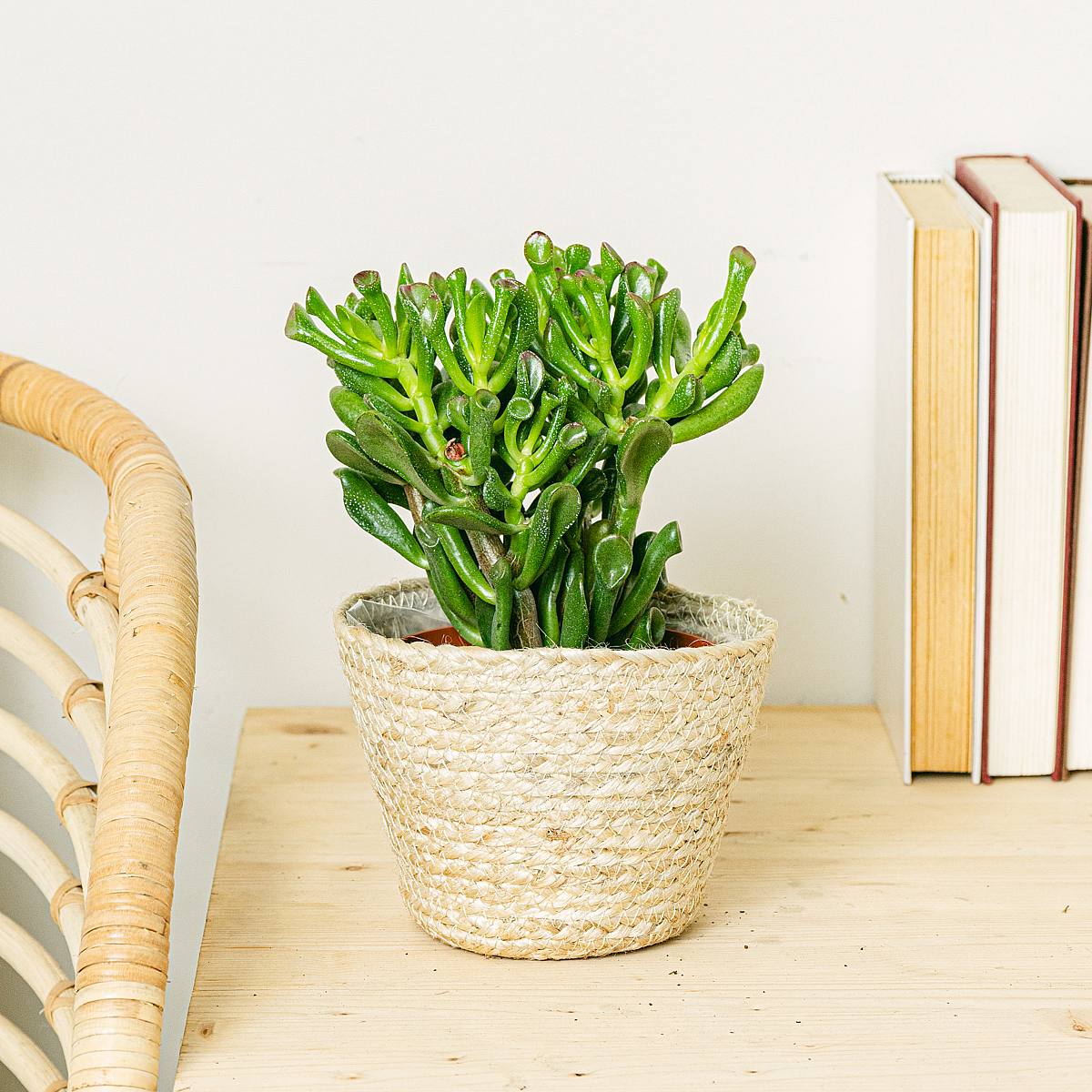 Crassula Hobbit picture 3