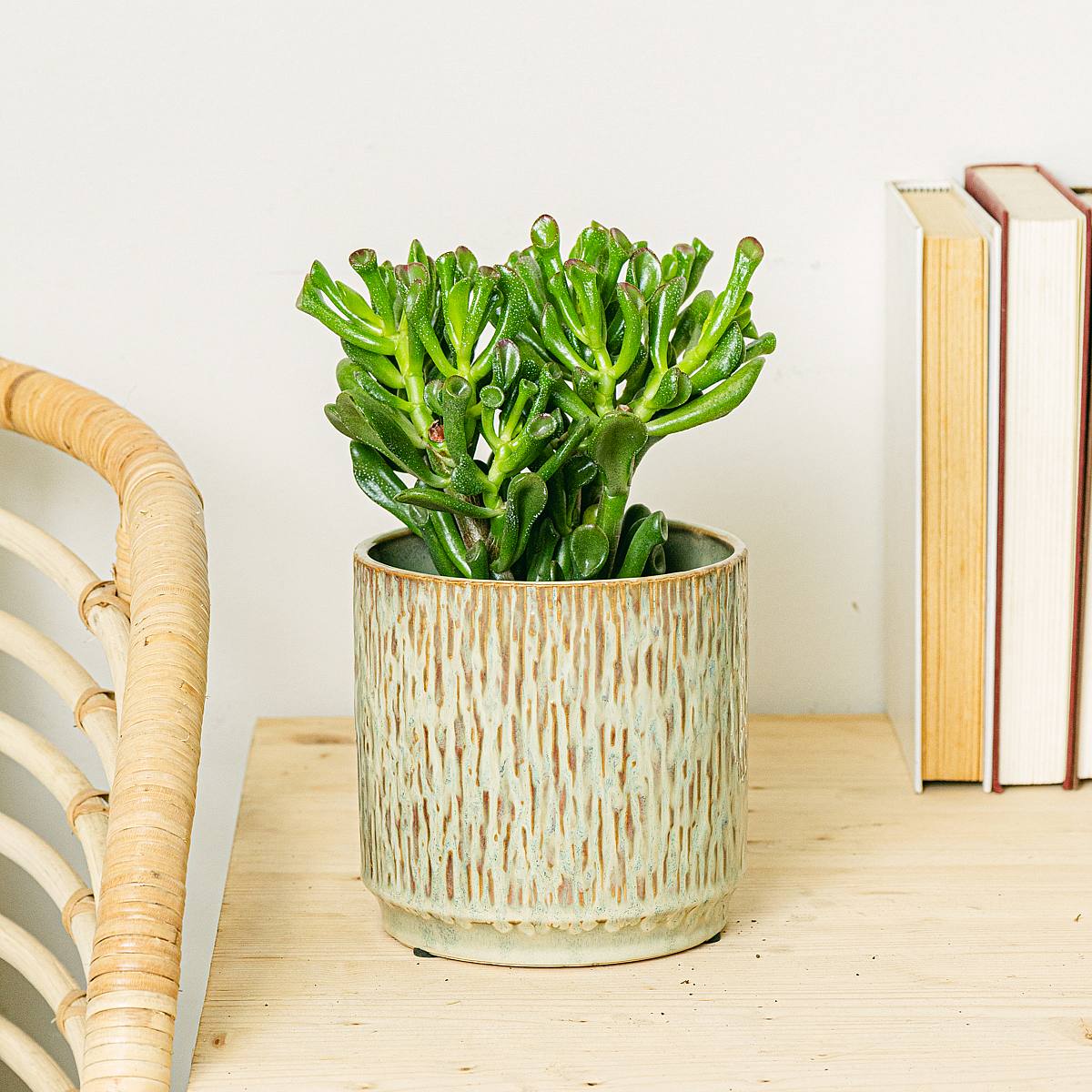 Crassula Hobbit picture 2