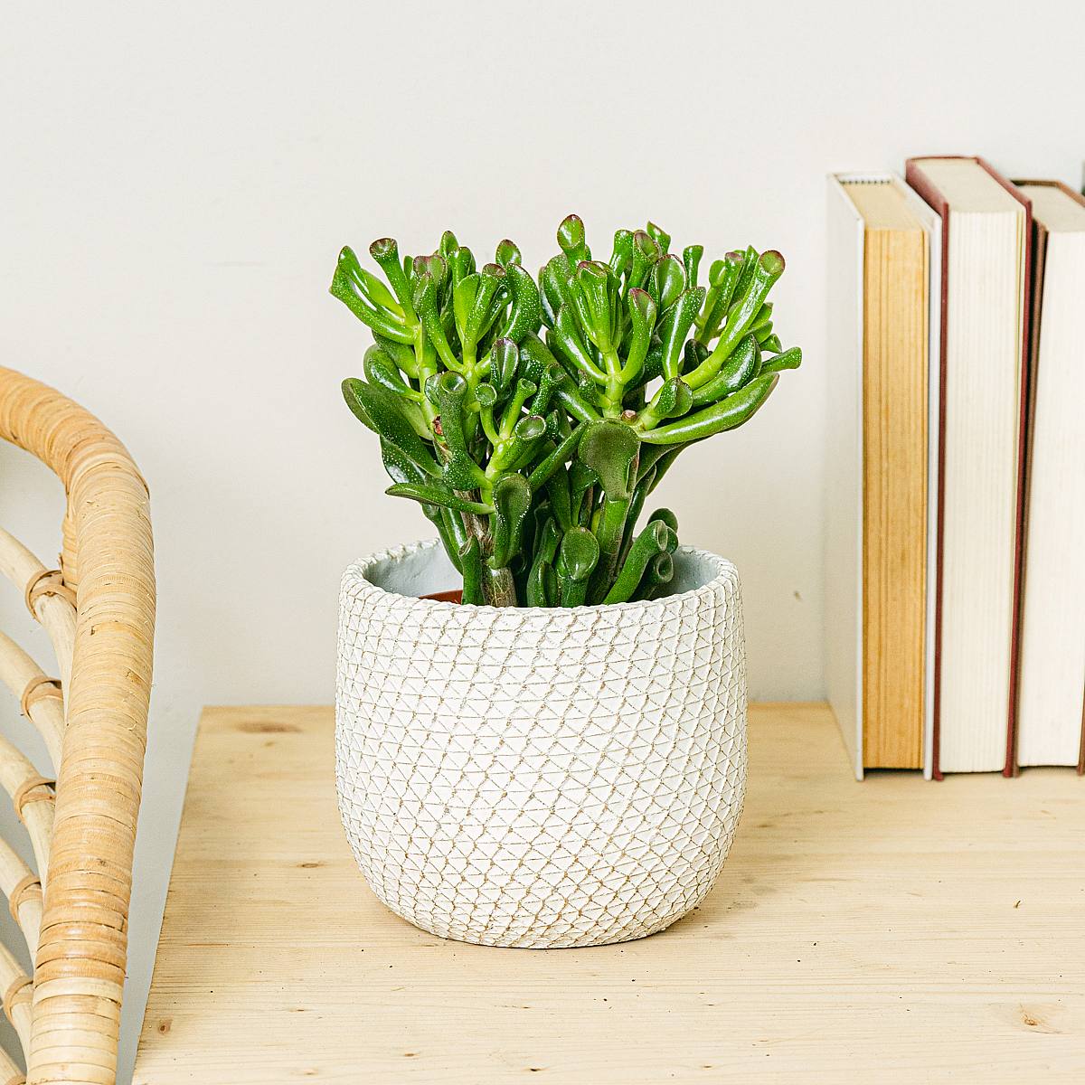 Crassula Hobbit picture 1