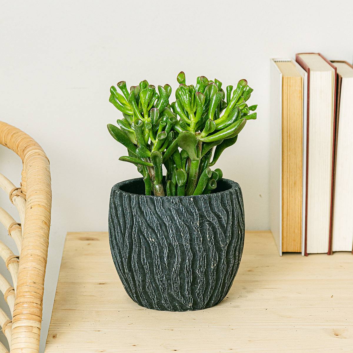 Crassula Hobbit picture 0